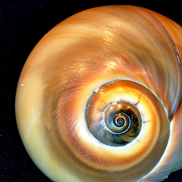 a close up view of a shell on a black background