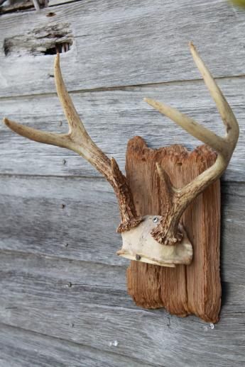 a deer's head mounted to the side of a wooden wall