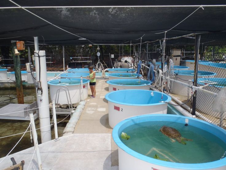 several large blue and white buckets filled with water