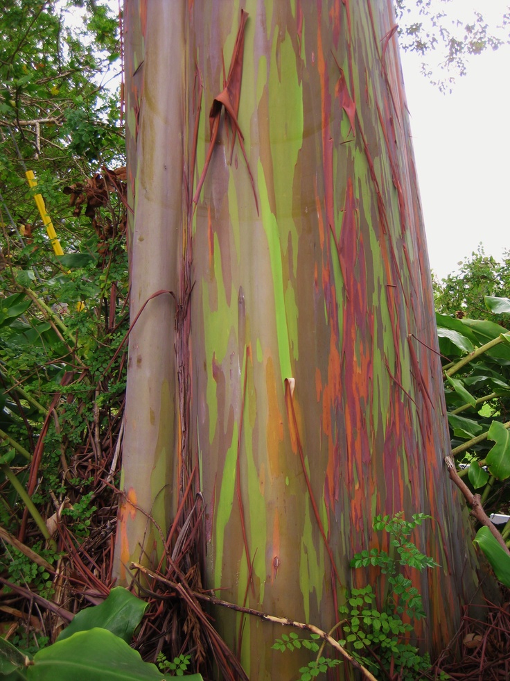 the trunk of a tree with green and red stripes