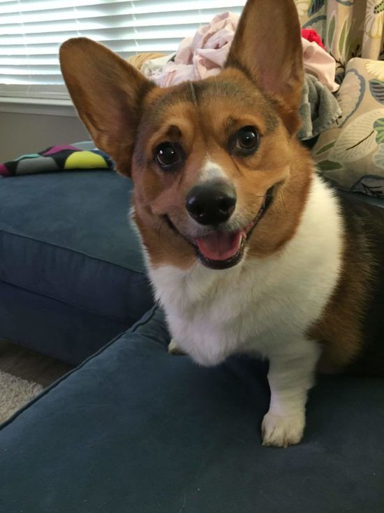 a corgi sitting on top of a blue couch in front of a window