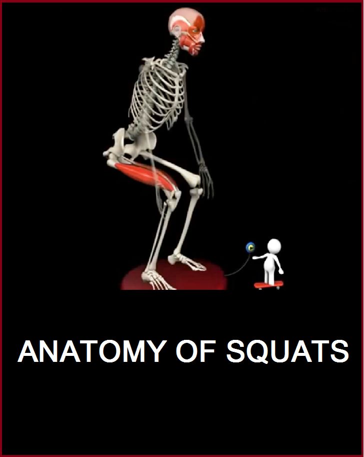 the anatomy of squats is shown with an image of a skeleton and a person