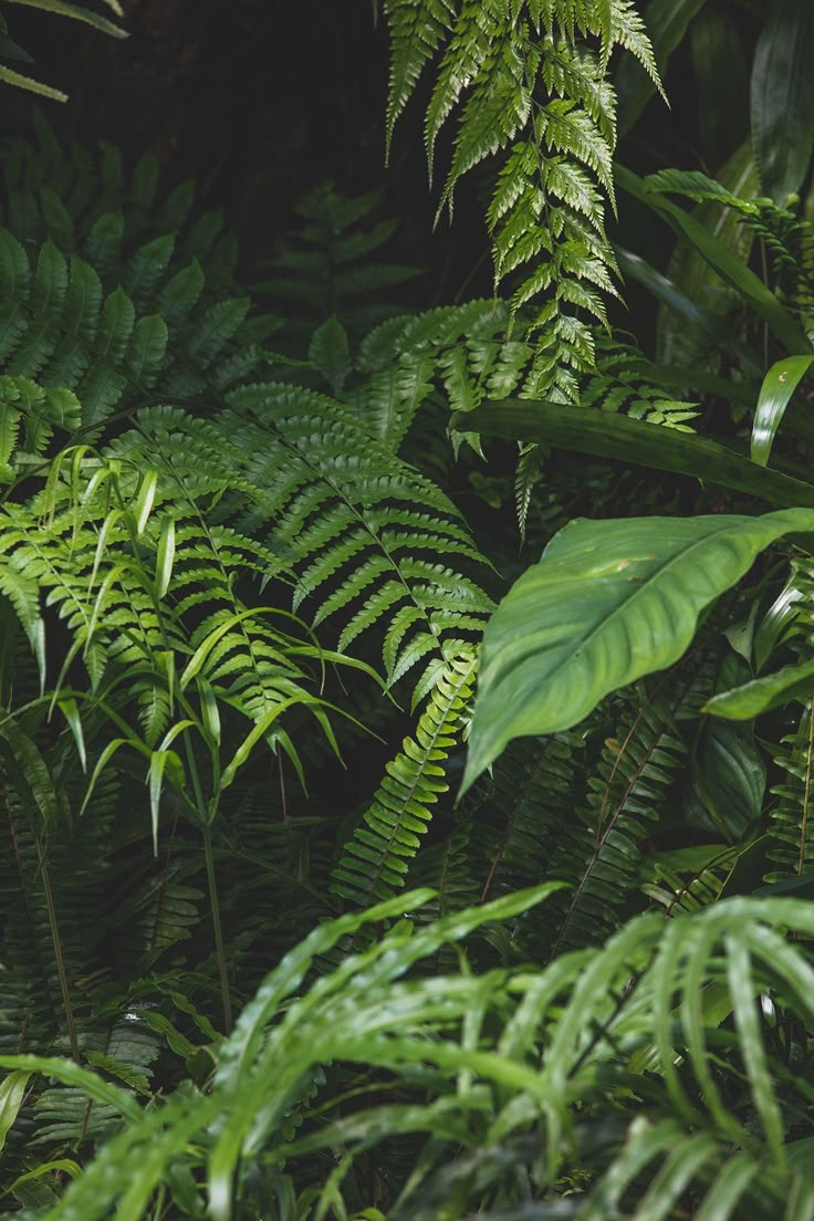 many green plants are growing in the forest