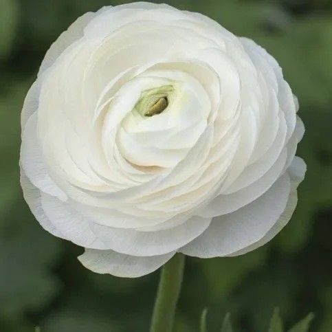 a white flower with green leaves in the background