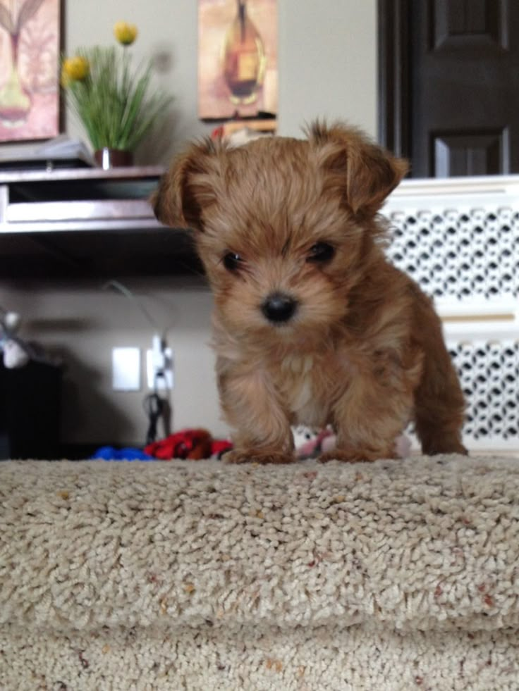 a small brown dog sitting on top of a carpeted stair case next to a table