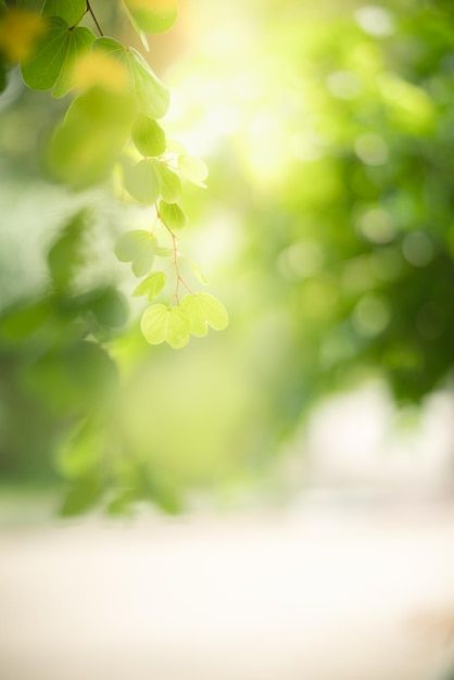 green leaves are hanging from the branches of trees in front of sunlight shining through them