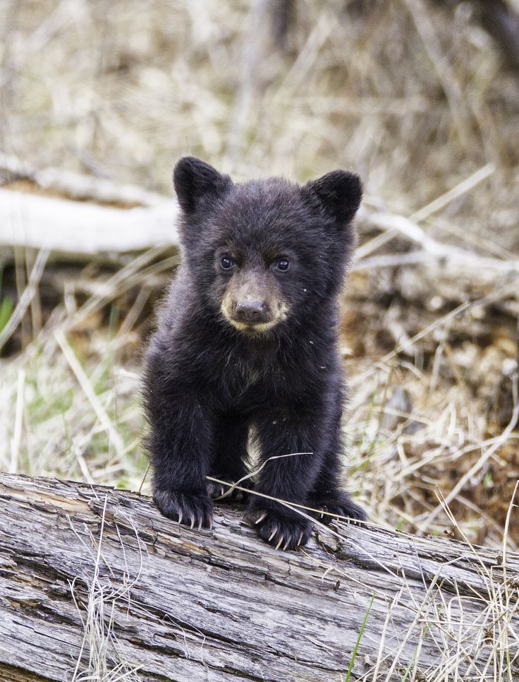 a small black bear standing on top of a log