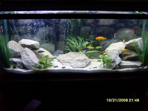 an aquarium with rocks and plants in it