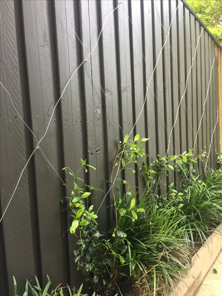 some plants are growing next to a fence