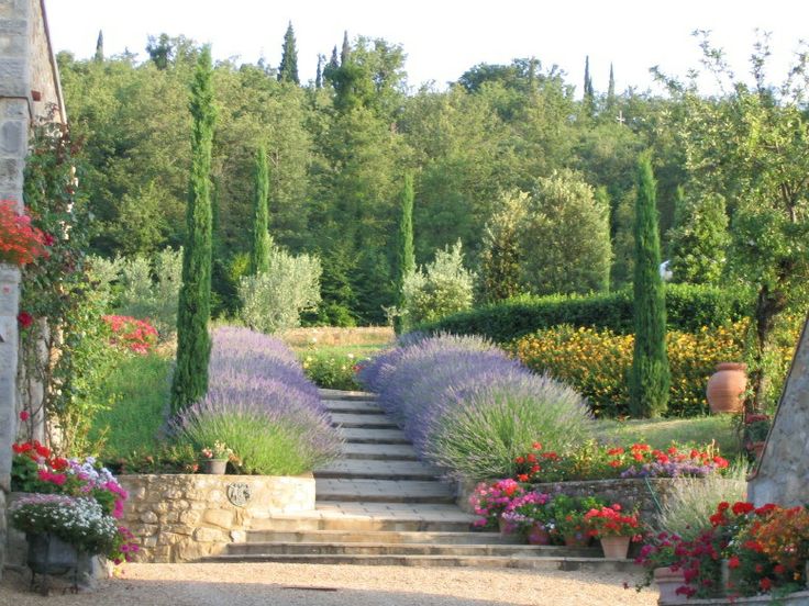 the garden is full of colorful flowers and greenery, including lavenders in pots