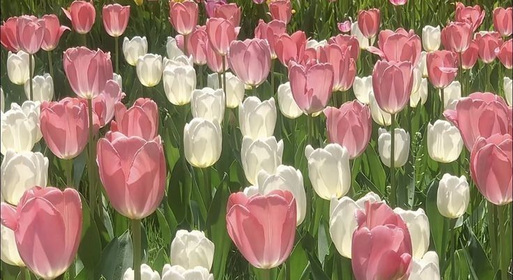 a field full of pink and white tulips