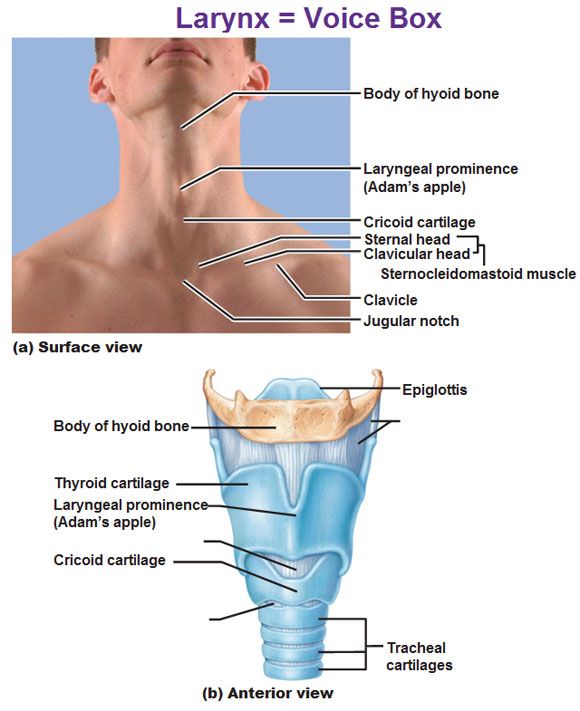 the anatomy of the neck and throat