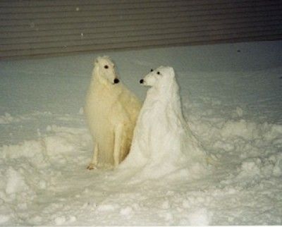 two polar bears standing next to each other in the snow