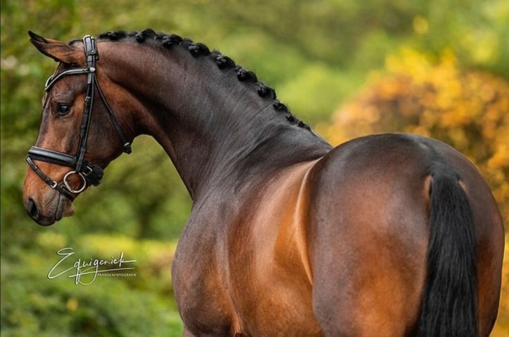 a brown horse with braids on it's head standing in front of trees