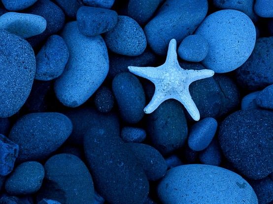 a starfish laying on some rocks with a quote