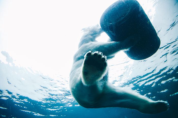 a polar bear swimming in the water