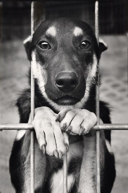 a black and white photo of a dog in a cage with his paws on the bars