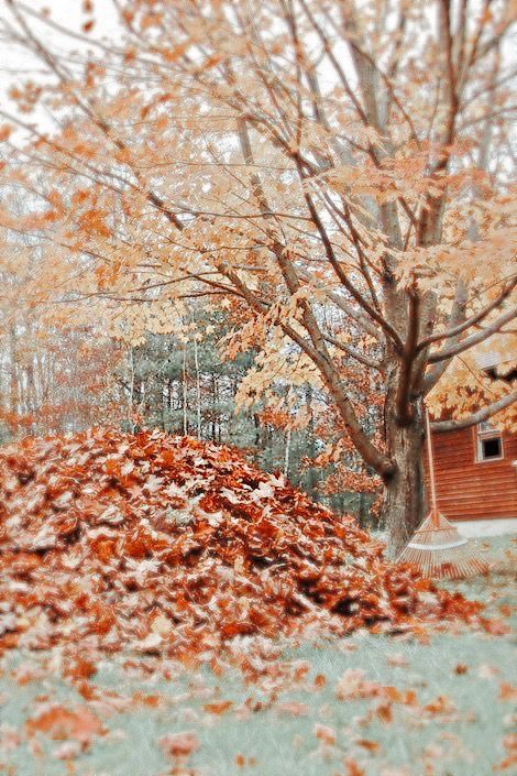 a pile of leaves sitting next to a tree in the middle of a forest filled with trees