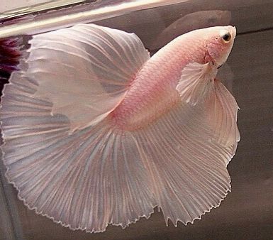 a white siamese fish swimming in an aquarium