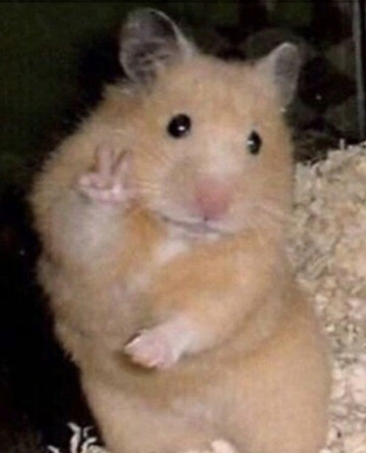 a brown hamster sitting on top of a pile of hay and looking at the camera