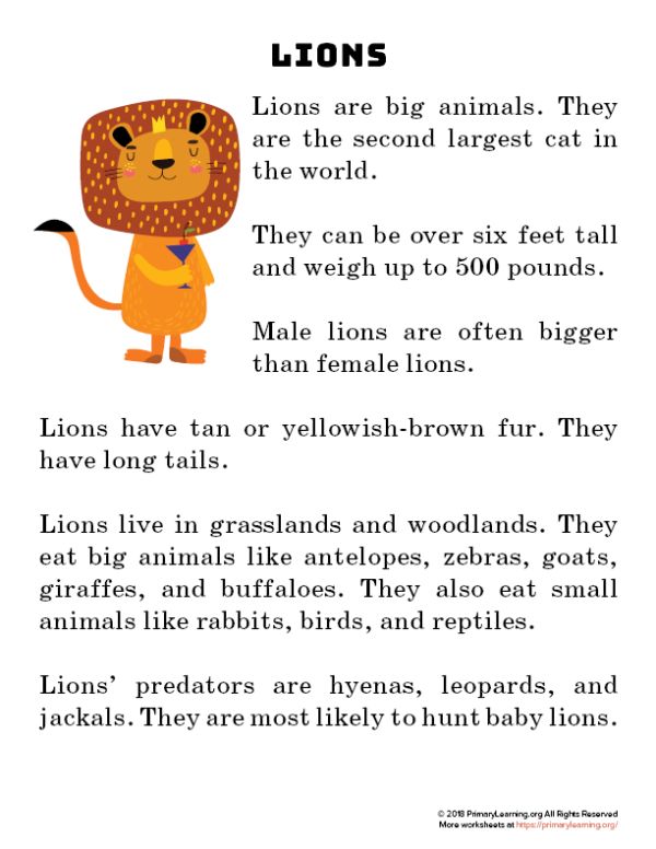 lions are big animals they are the second largest cat in the world and we can't