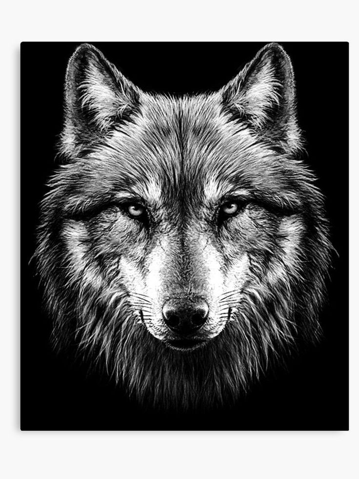 a black and white photo of a wolf's face