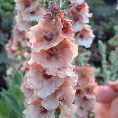 pink flowers are blooming in the middle of green leaves and stems, while someone is holding out their hand to touch them