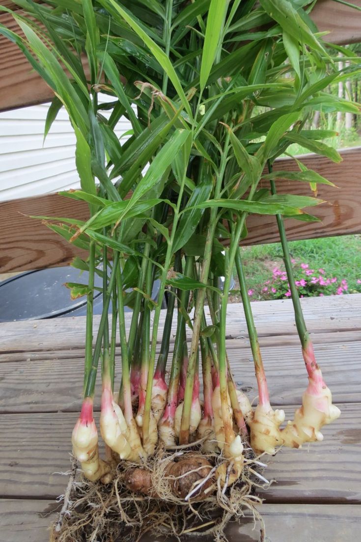 a potted plant with some very small flowers growing out of it's roots