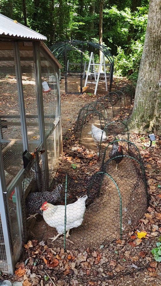 two chickens in a small coop next to a tree and some leaves on the ground