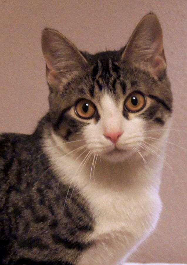 a gray and white cat sitting on top of a bed next to a wall with a pink background