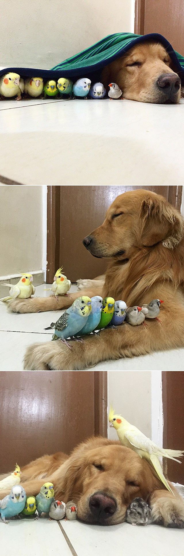 a dog laying on the floor next to some birds