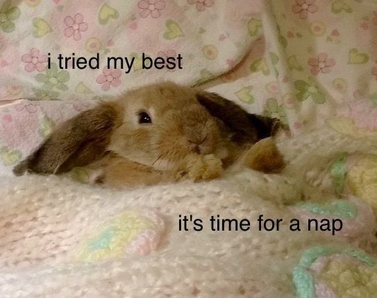 a rabbit is laying under a blanket with the words i tried my best it's time for a nap