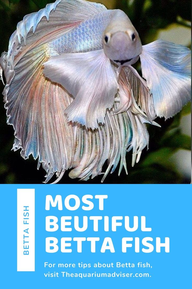 the most beautiful betta fish for beginners to learn how to care and maintain them