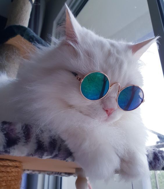 a white cat wearing sunglasses on top of a bed