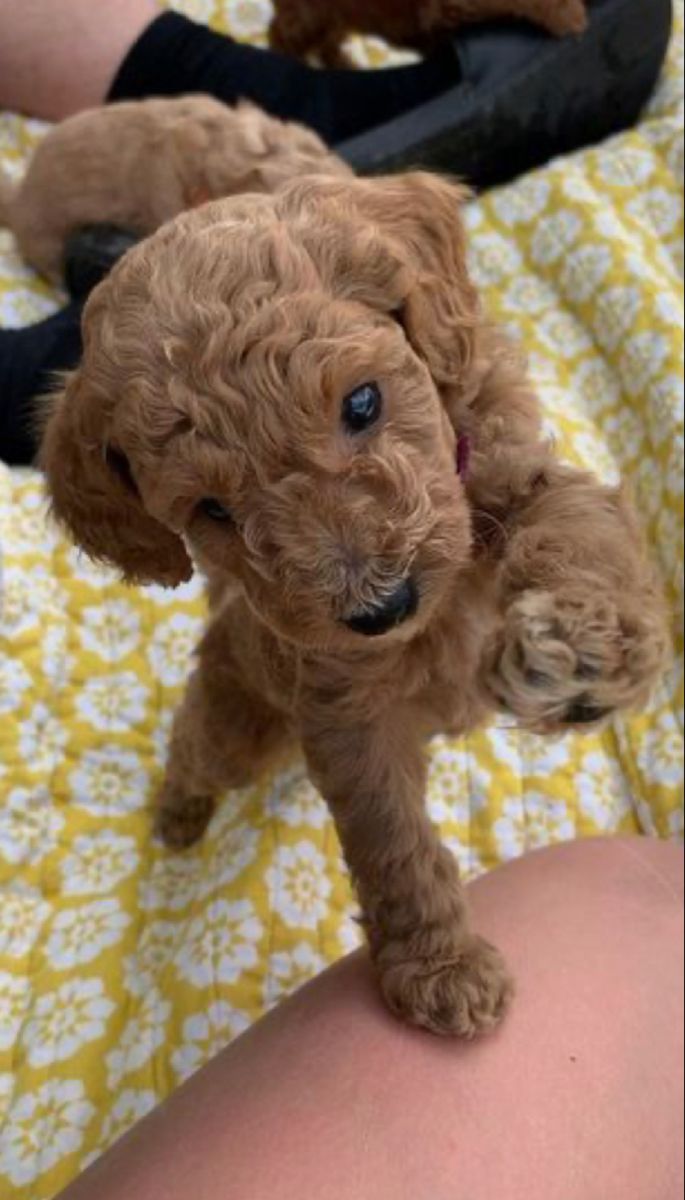 a small brown dog standing on top of a person's leg