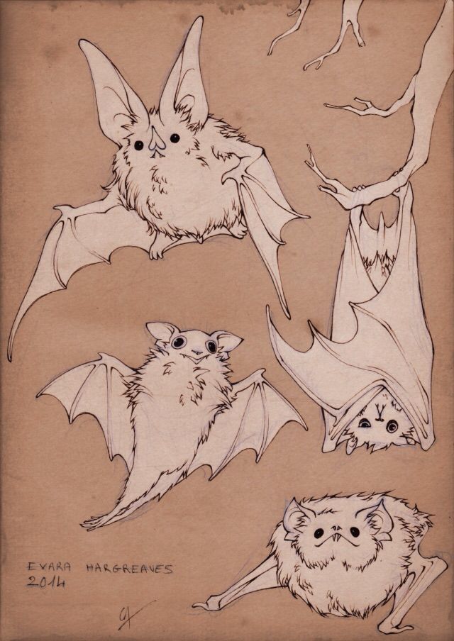 some drawings of bats flying and sitting on top of each other in different positions,