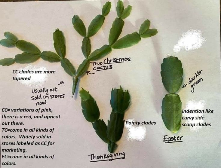 some green leaves on top of a piece of paper with words describing them and what they are labeled