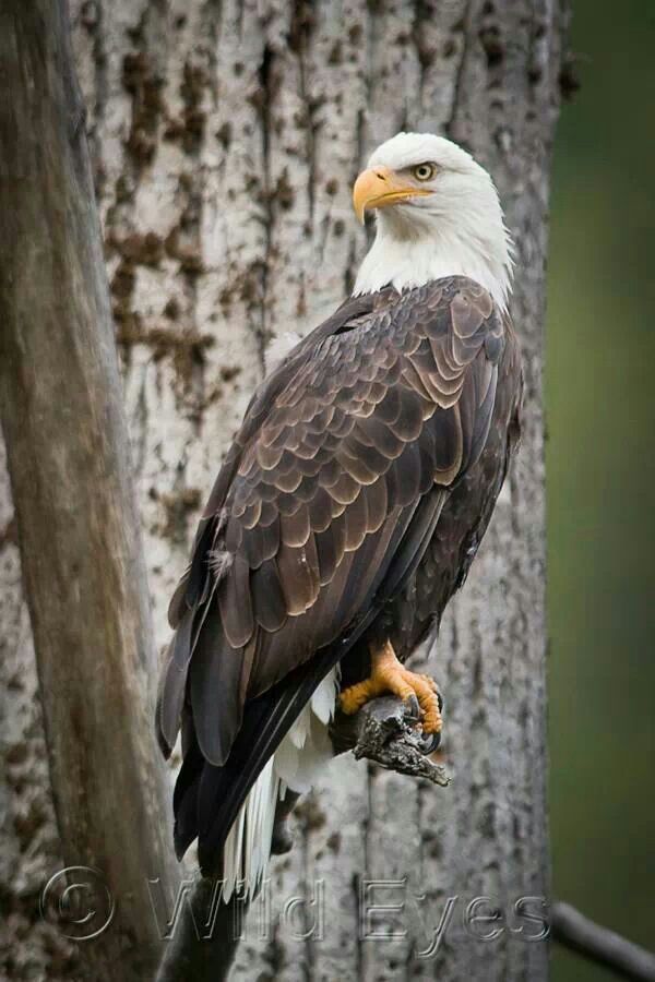 an eagle perched on top of a tree branch