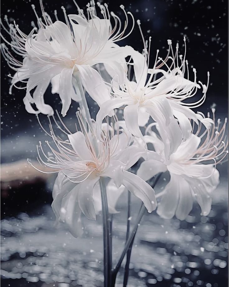 three white flowers in a vase with water droplets on the floor and behind them are raindrops