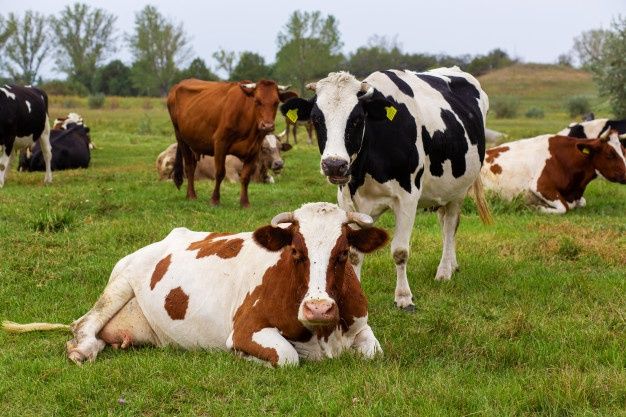 several cows are laying in the grass and one is looking at the camera while another lays down