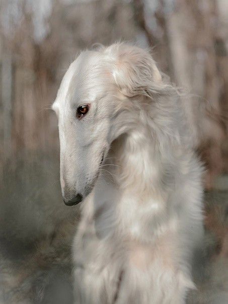 a white dog with long hair standing in front of some trees and looking off into the distance