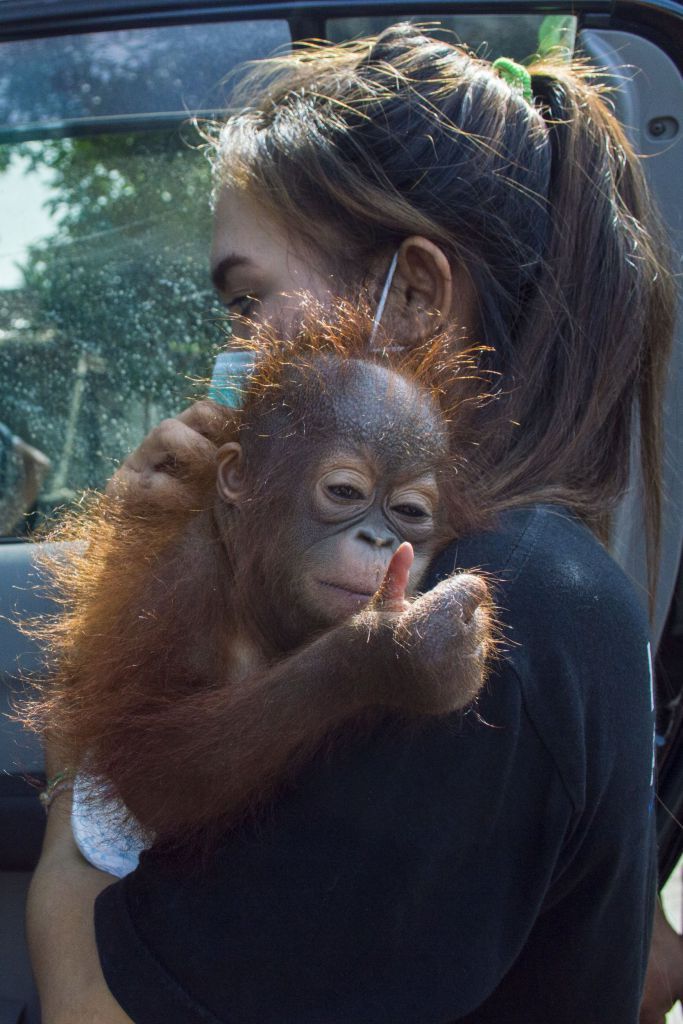 a woman holding a baby oranguel in her arms