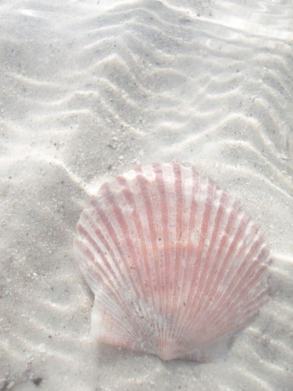 a pink shell on the sand at the beach