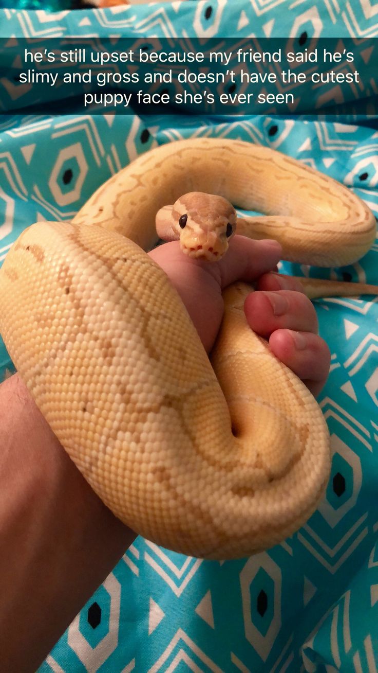 poor noodle :/ snek snakes ball python akihiko the ball python banana pinstripe reptiles Adorable Snakes, Danger Noodles, Danger Noodle, Pretty Snakes, Ball Pythons, Cute Reptiles, Cute Snake, Python Snake, Pet Snake