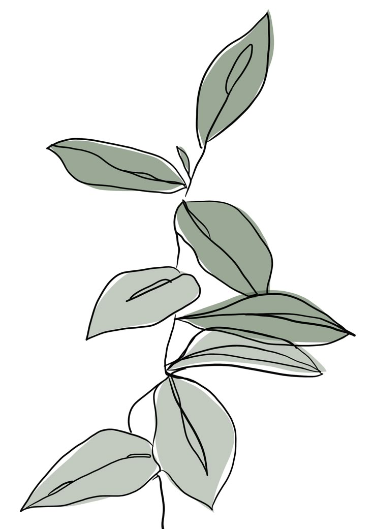 a plant with green leaves is shown in black and white, on a white background