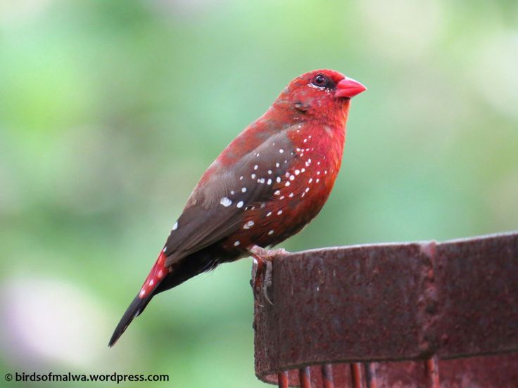 a red and brown bird sitting on top of a wooden post