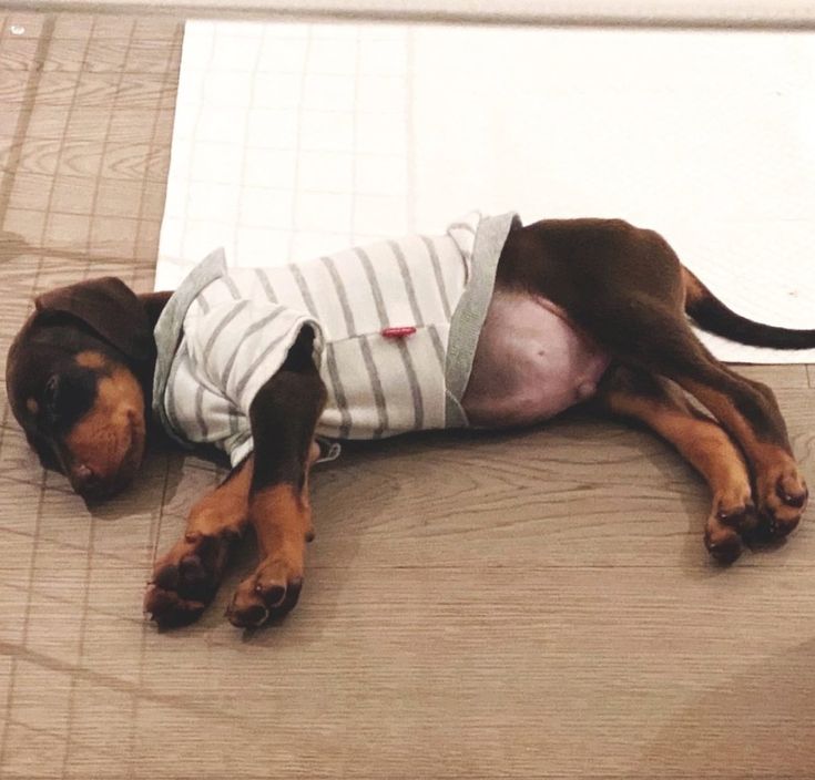 a dog is laying on the floor wearing a shirt with stripes around it's neck