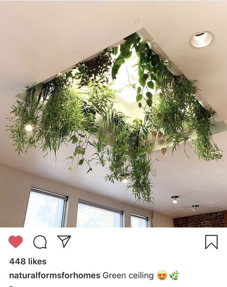 some plants hanging from the ceiling in a room