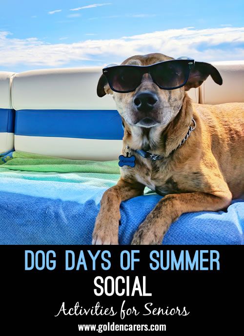 a dog wearing sunglasses sitting on top of a blue blanket with the words selling pets instagram