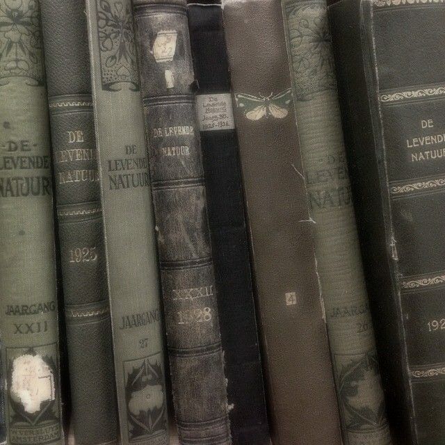 a seagull sitting on top of a book shelf